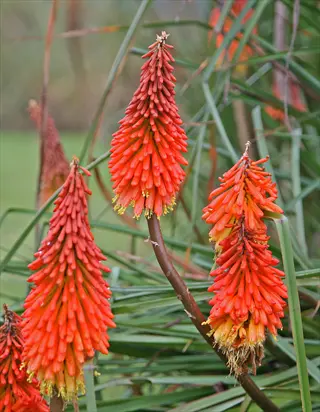 nancys red kniphofia with bright red flower spikes among green foliage