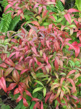 nandina red foliage with pink and green leaves in a garden