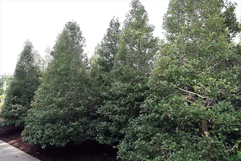 nellie stevens holly hedge growing beside a sidewalk