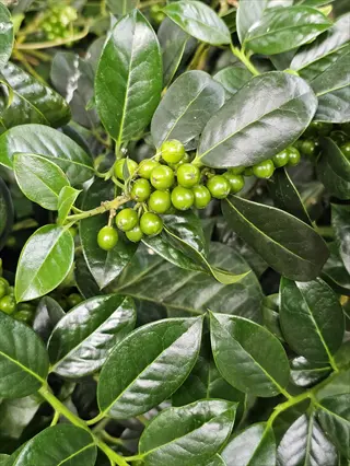 nellie stevens holly with glossy green leaves and clusters of green berries