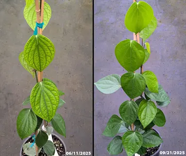 nickel deficiency plant leaf tip comparison on potted vine leaves before and after treatment