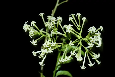 night blooming jasmine with pale white star-shaped flowers against a dark background