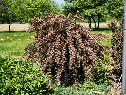 ninebark shrub foliage with cascading pink flower clusters in a sunny garden