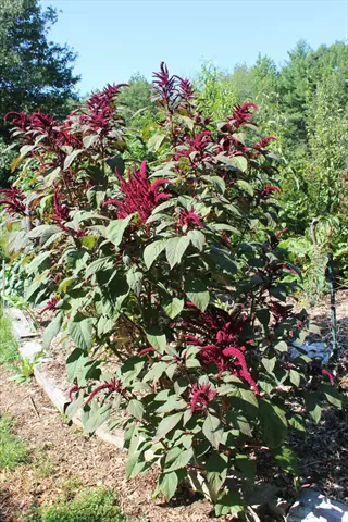 opopeo amaranth garden with tall burgundy flower spikes and green leaves
