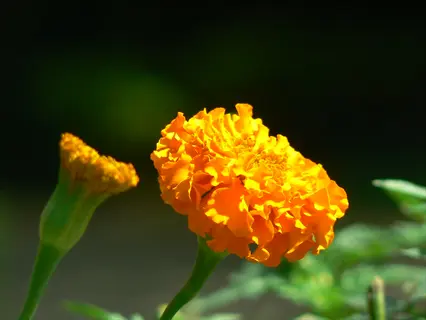orange african marigold flowers blooming in sunlight with green garden background