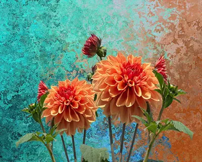 orange dahlia flowers garden against a turquoise and rust textured background
