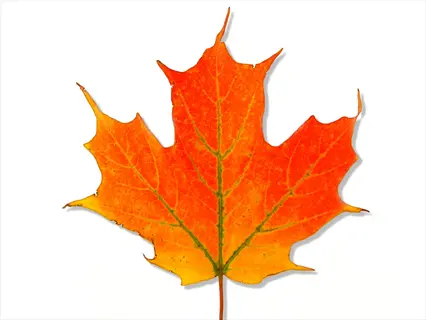 orange sugar maple leaves, one leaf shown on a white background