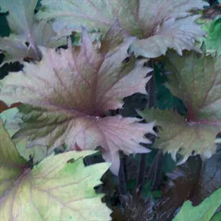 osiris cafe noir ligularia with broad purple-green serrated leaves