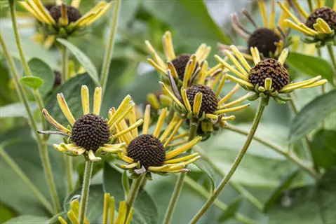 othello ligularia leaves with yellow petals and dark seed heads in a garden