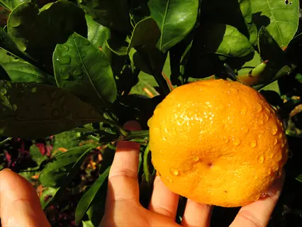 owari satsuma mandarin ripening on a leafy tree, held by a hand