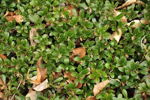 pachysandra ground cover shade with glossy green leaves and dry fallen leaves