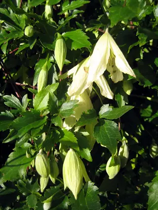 pale bell-shaped clematis cirrhosa winter flowers among glossy green leaves