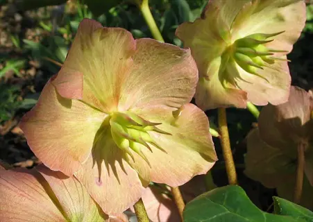 pale pink hellebore winter flower blooms in sunlight with green leaves