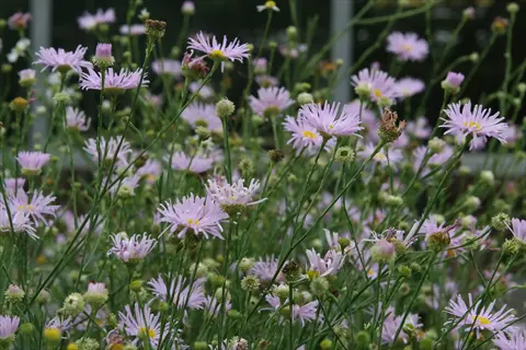 pale purple boltonia flowers blooming in a green garden
