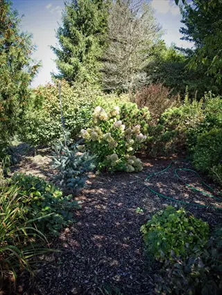 panicle hydrangea garden with flowering shrubs, evergreens, mulch path, and hose
