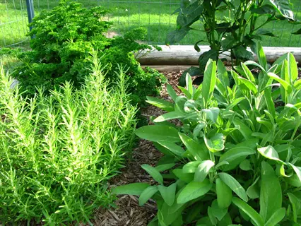 parsley herb garden with rosemary and sage growing in a sunny raised bed