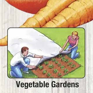 people covering a frost cloth garden bed with young vegetable plants