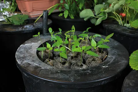 pepper seedlings growing in starter plugs inside a black hydroponic bucket