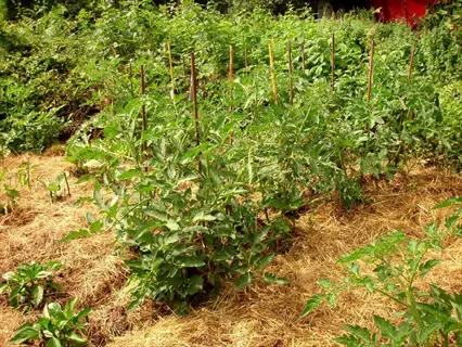 peppers raised bed with leafy plants and straw mulch in a garden