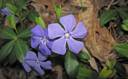 periwinkle vinca minor flowers blooming among green leaves and dry forest litter