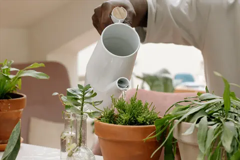 person using a white watering can houseplants in terracotta pots indoors