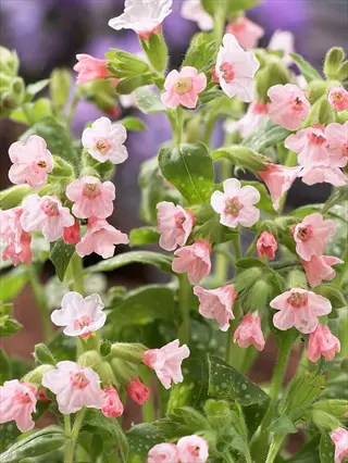 pierres pure pink pulmonaria with pale pink blooms and green spotted leaves