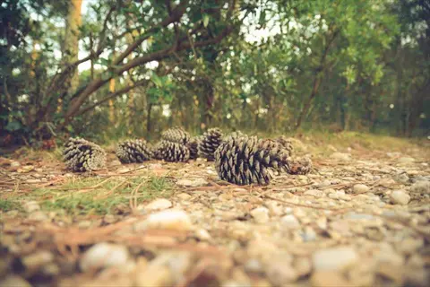 pine cones resting on pine needles ground along a forest path