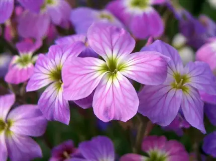 pink and purple night scented stock flowers in soft focus