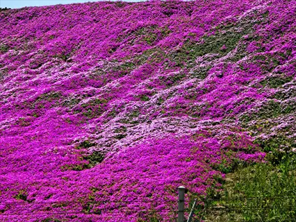 pink and white creeping phlox slope blooming across a hillside