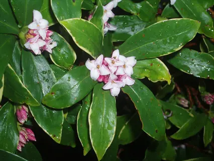 pink and white daphne odora flowers among glossy green leaves with water droplets