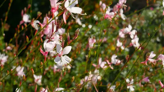 pink and white dauphine gaura tall flowers blooming in a sunny garden