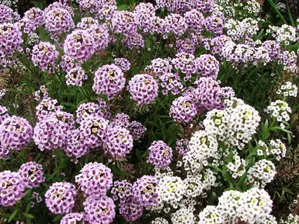 pink and white sweet alyssum flowers blooming in dense garden clusters