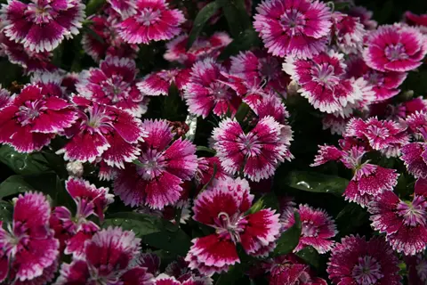 pink and white telstar dianthus mix flowers with dark green leaves