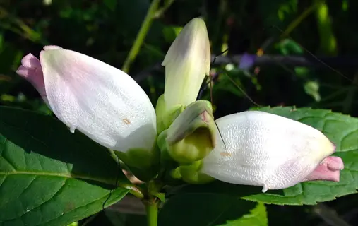 pink and white turtlehead flower buds blooming among green leaves