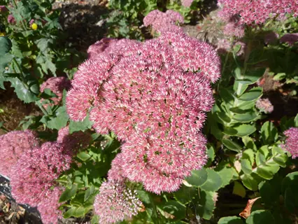 pink autumn joy sedum flower clusters blooming in a sunny garden