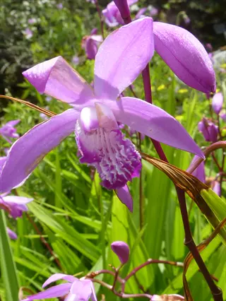 pink bletilla striata flowers blooming in a sunny green garden