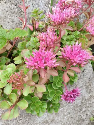pink blooming creeping sedum mat with green succulent leaves growing between rocks