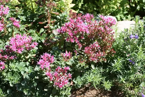 pink blooms and green foliage of dragons blood sedum in a sunny garden bed