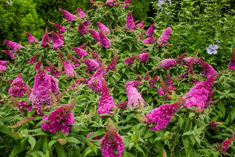 pink butterfly bush flowers blooming in a lush green garden