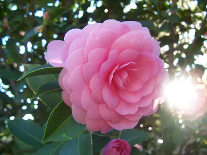 pink camellia flower blooming in sunlight with green leaves