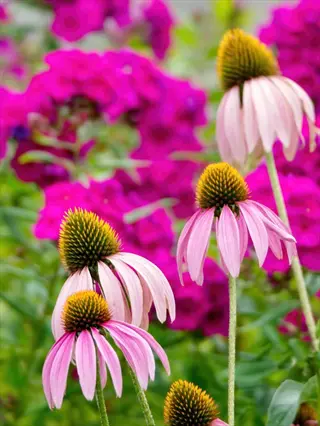 pink coneflower echinacea garden blooms with bright magenta flowers in the background