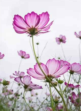pink cosmos flowers field seen from below against a pale sky