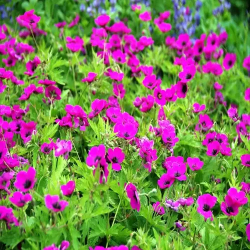 pink cranesbill geranium flowers blooming among green foliage