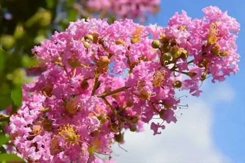 pink crape myrtle blooms against a bright blue sky