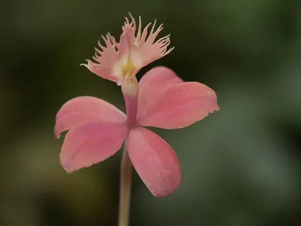 pink epidendrum radicans flowers with fringed lip against a soft green background