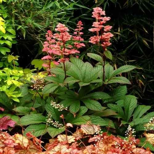 pink flower plumes above rodgersia bold foliage in a lush shaded garden border