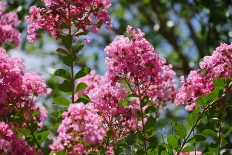pink flowering shrub bloom clusters with green leaves in sunlight