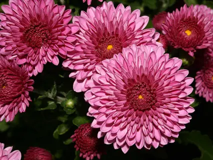 pink garden mums blooming in sunlight with dark green foliage