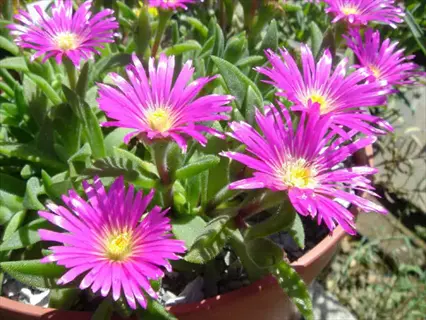 pink ice plant delosperma flowers blooming in a terracotta pot
