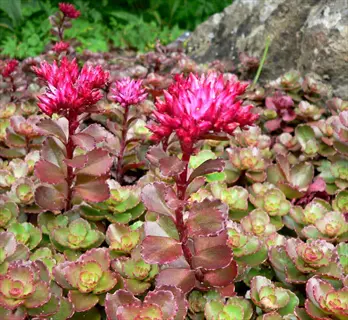 pink jewel sedum with bright pink flower clusters and red-edged succulent leaves in a rock garden